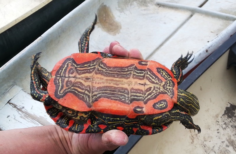 PaintedTurtle