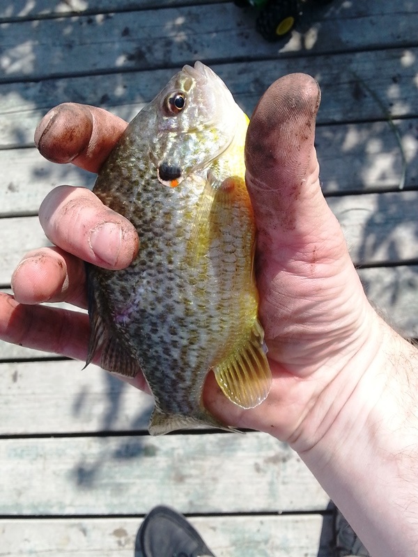 Sunfish2