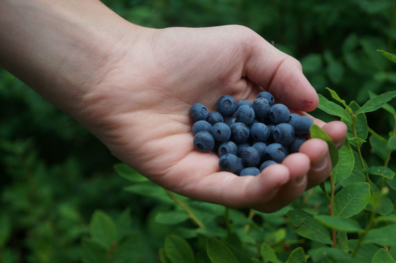 Wild blueberries, yum!
